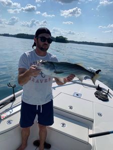 Striped Bass Lake Lanier 